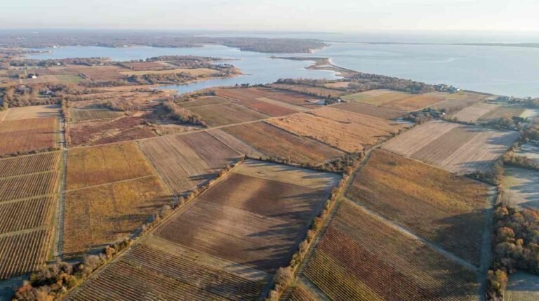 The Deed Before the Vineyard: Tracing the Agricultural Lineage of North Fork’s Most Celebrated Wine Estates