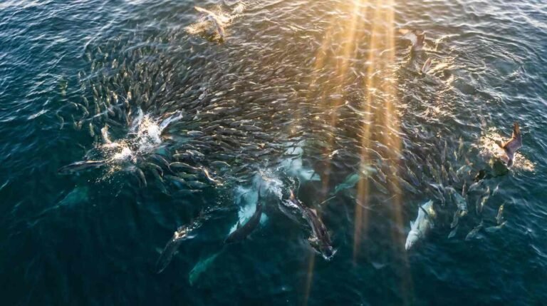 Bunker Fishing Off Montauk: The Industrial Menhaden Fleet That Worked These Waters for a Century and Why Its Absence Is Reshaping the Entire Food Web