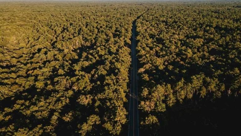 The Pine Barrens Line: Selling on the Edge of Long Island’s Deepest Woods