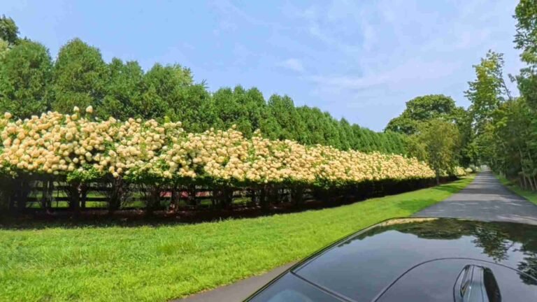 What a Hedge Does to a Block: The Panicle Hydrangeas of Brewster Lane East