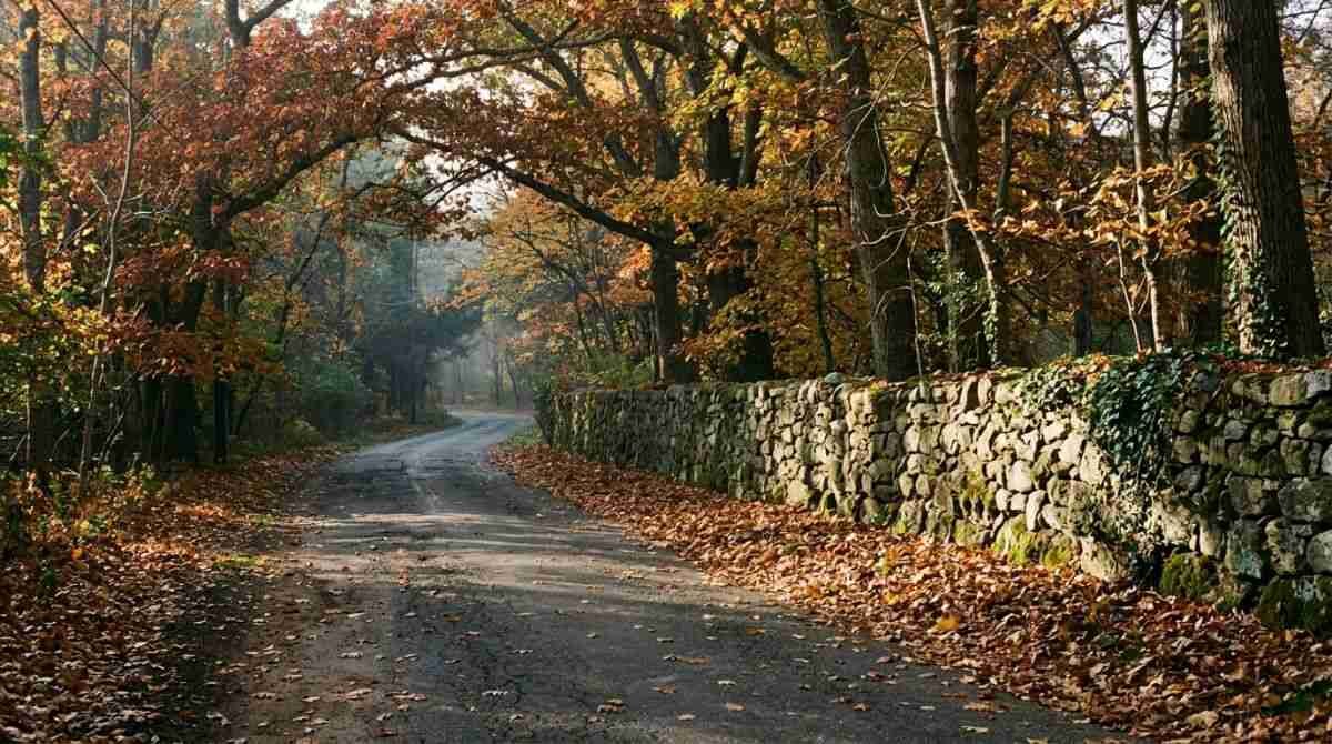 Tree-lined lane near Old Field in late October.